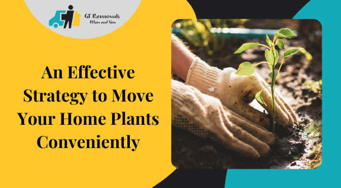 An Effective Strategy to Move Your Home Plants Conveniently